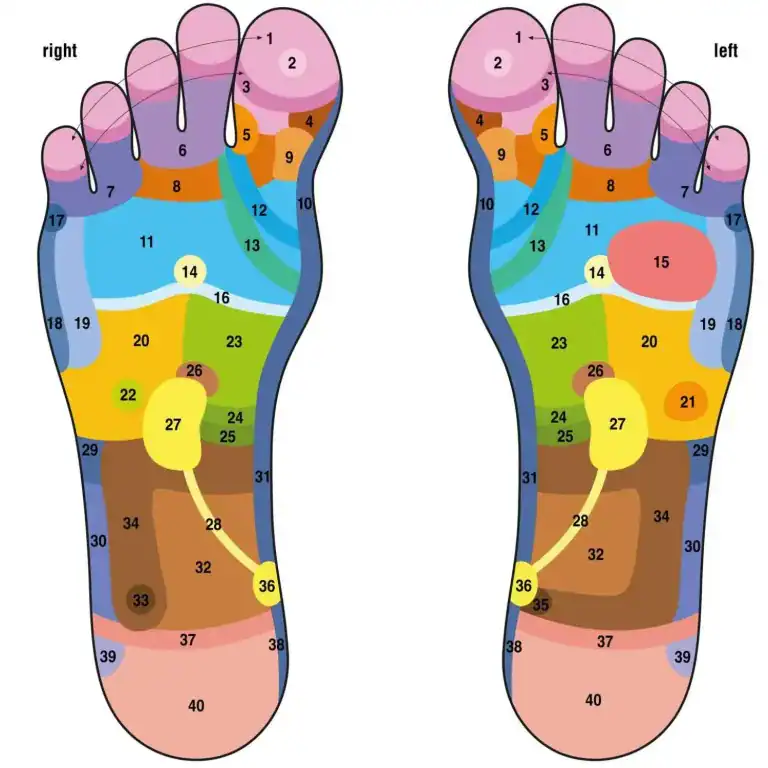 interactive foot reflexology chart